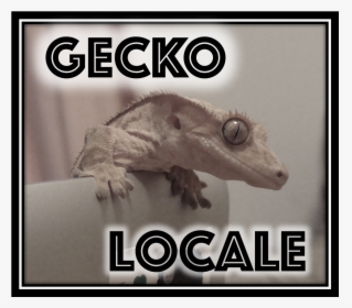 About Gecko Locale - Fotobudka, HD Png Download, Free Download