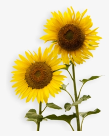Sunflower Png Free Download - Free Ppt Sunflower Template, Transparent Png, Free Download