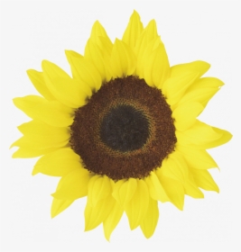 Download And Use Sunflower Transparent Png File - Clipart Printable Sunflower, Png Download, Free Download