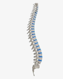 Transparent Png Of A Spine - Spinal Cord No Background, Png Download, Free Download