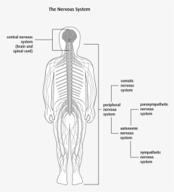 Anatomy And Physiology Of The Brain And Spinal Cord - Rib, HD Png Download, Free Download