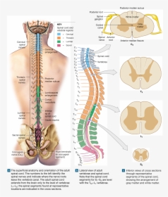 Nerves Of The Spine Png - Gross Anatomy Of Adult Spinal Cord, Transparent Png, Free Download