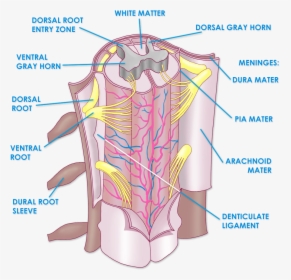 Spinal Cord Meninges - Anatomy Spinal Cord And Vertebral Column, HD Png Download, Free Download