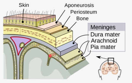 Dura Mater Arachnoid Pia Mater, HD Png Download, Free Download