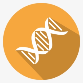 Dna Molecule Vector, HD Png Download, Free Download