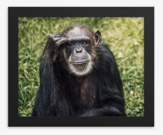 Common Chimpanzee, HD Png Download, Free Download