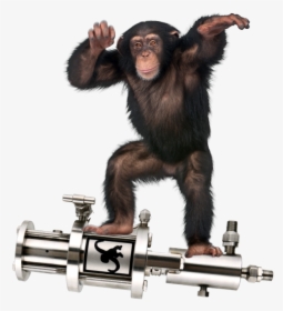 Chimpanzee Standing Up, HD Png Download, Free Download