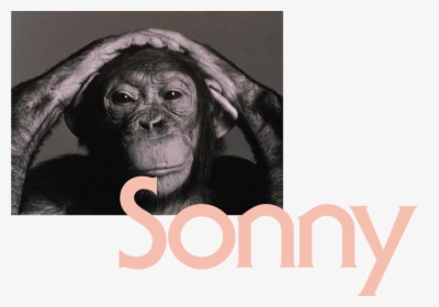 Monkeys Portraits, HD Png Download, Free Download