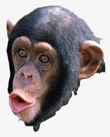 Beautiful Chimpanzee, HD Png Download, Free Download