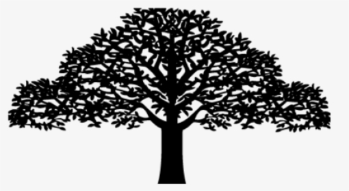 Oak, HD Png Download, Free Download