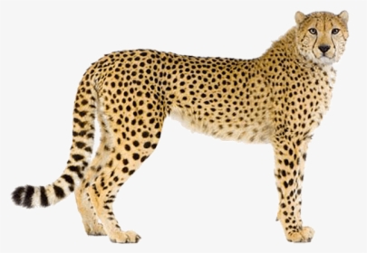 Cheetah Pictures With White Background, HD Png Download, Free Download