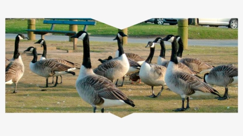 A Gaggle Of Geese - Canada Goose, HD Png Download, Free Download