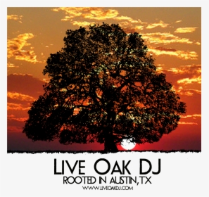 Live Oak Dj, Austin Texas Logo - Oak, HD Png Download, Free Download