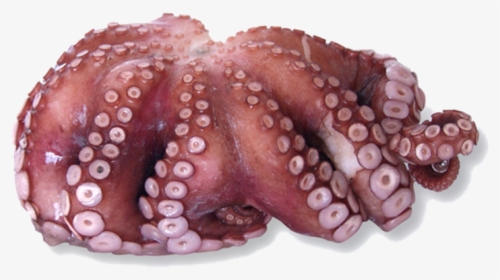 Octopus In Fish Marker, HD Png Download, Free Download