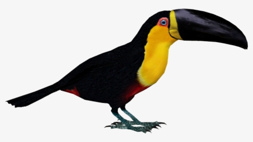 Thumb Image - Channel Billed Toucan Png, Transparent Png, Free Download
