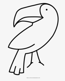 Toucan Coloring Page - Piciformes, HD Png Download, Free Download
