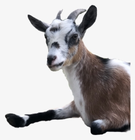 Goat, HD Png Download, Free Download
