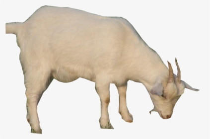 Goat Png Gif, Transparent Png, Free Download