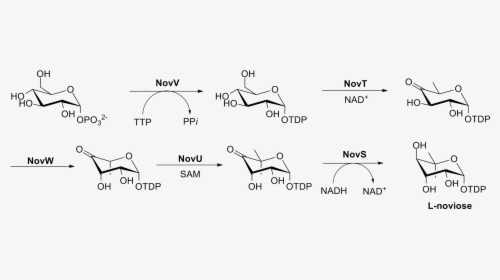 L-noviose Biosynthesis - Trichloroacetyl Isocyanate Carbamate Mechanism, HD Png Download, Free Download