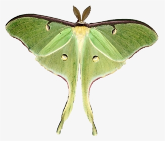 Image - Chinese Moon Moth Drawing, HD Png Download, Free Download