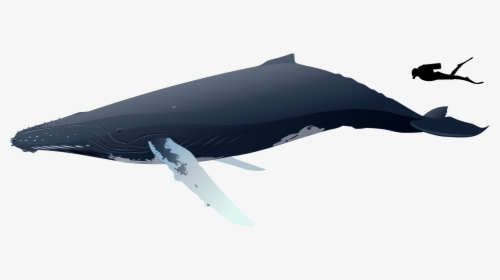 Thumb Image - Human Humpback Whale Size, HD Png Download, Free Download