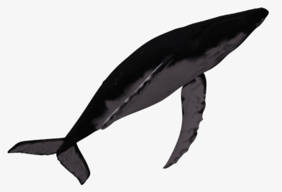 Marine Mammal Humpback Whale Dolphin - Humpback Whale Transparent, HD Png Download, Free Download