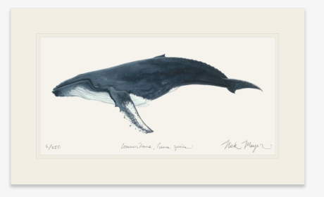 Humpback Whale - Humpback Whale Painting, HD Png Download, Free Download