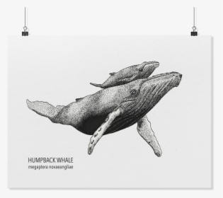 Humpback Whale Artposter, HD Png Download, Free Download