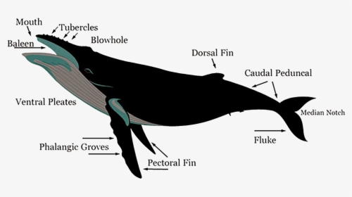 Image - Features Of A Humpback Whale, HD Png Download - kindpng