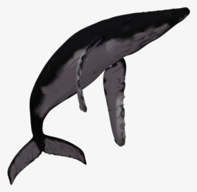 Download Whale Fish Png Transparent Images Transparent - Humpback Whale Transparent Background, Png Download, Free Download