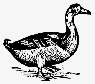 Duck Png Images - La Pava Aliblanca Para Colorear, Transparent Png, Free Download