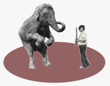 Circus Trainer In A Circle - Indian Elephant, HD Png Download, Free Download