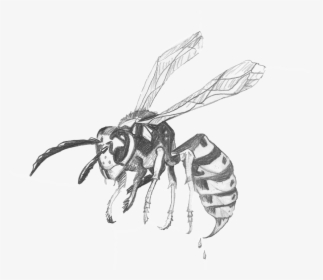 Drawing Insect Yellow Jacket Wasp - Transparent Wasp Black And White Clipart Png, Png Download, Free Download
