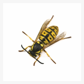 Yellow Jacket Exterminator - Wasp, HD Png Download, Free Download