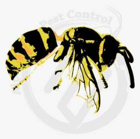 Yellow Jacket Wasp, HD Png Download, Free Download
