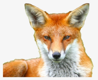 Fox Transparent Images - Festive Fox, HD Png Download, Free Download