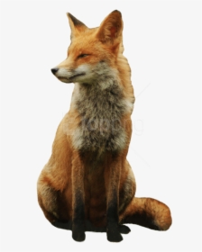 Download Fox Png Images Background - Fox With Transparent Background, Png Download, Free Download