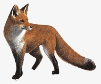 Fox Png Photo Image - Red Fox, Transparent Png, Free Download
