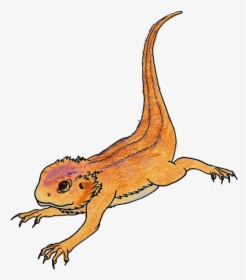 Bearded Dragon Png Pic - Drawing Of A Cute Bearded Dragon, Transparent Png, Free Download