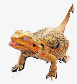 Bearded Dragon - Greater Short-horned Lizard, HD Png Download, Free Download