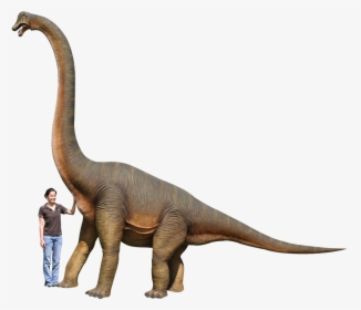 Dinosaur Brachiosaurus Hd , Png Download - Dinosaur Height And Weight, Transparent Png, Free Download