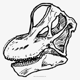 Brachiosaurus Skull Coloring Page - Brachiosaurus Skull Drawing, HD Png Download, Free Download