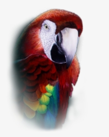 Parrot Repeater Pocket Watch - Macaw, HD Png Download, Free Download