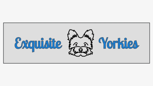 Exquisite Yorkies - Companion Dog, HD Png Download, Free Download