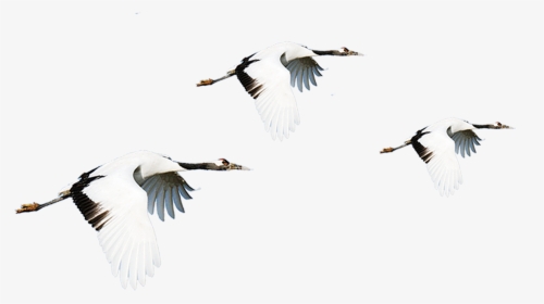 Vector Bird Crane - Red Crowned Crane Png Art, Transparent Png, Free Download
