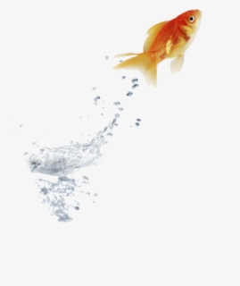 #goldfish #jumping #water - Stock Photography, HD Png Download, Free Download