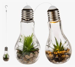 Transparent Hanging Light Bulb Png - Led Glühbirnen Mit Sukkulenten, Png Download, Free Download