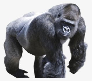 Free Images Toppng Transparent - Gorillas Png, Png Download, Free Download