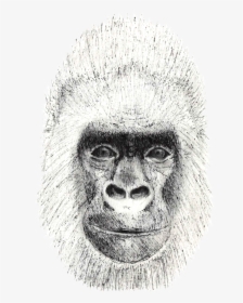 Gorilla - Sketch, HD Png Download, Free Download
