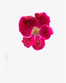 #interesting #summer #summerfun #flower #lei #pink - Dianthus, HD Png Download, Free Download